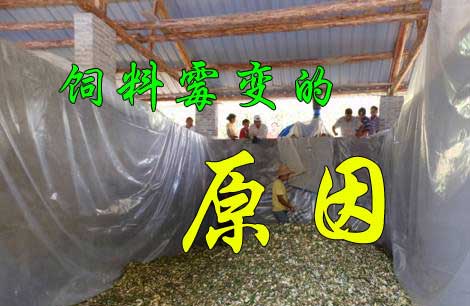 飼料又發(fā)霉了， 到底是咋回事？